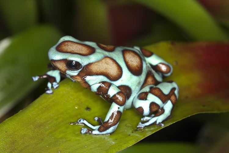 Dendrobates 1000 images about Dendrobates on Pinterest Image search Pink and