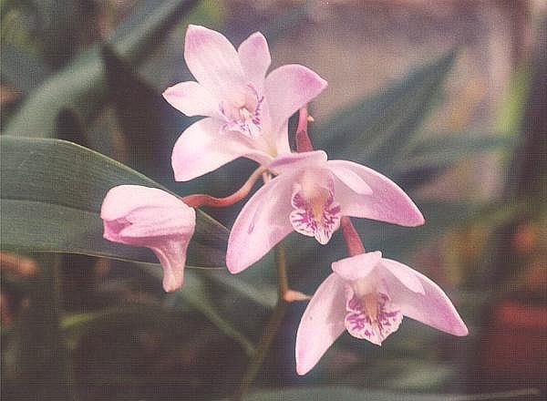 Dendrobium Dendrobium Wikipedia