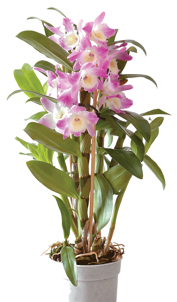 Dendrobium Floralife Orchid Dendrobium