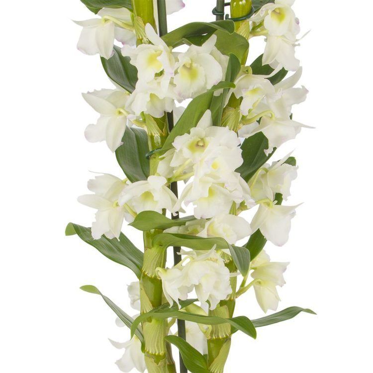 Dendrobium Dendrobium orchids care watering and repotting