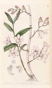 Dendrobium aduncum httpsuploadwikimediaorgwikipediacommonsthu