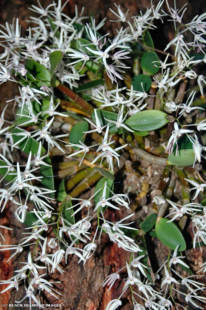 Dendrobium aemulum Tropilis aemula Dendrobium aemulum Ironbark OrchidWhi Flickr