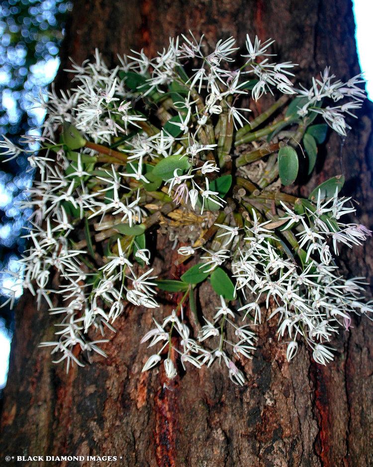 Dendrobium aemulum Tropilis aemula Dendrobium aemulum Ironbark OrchidWhi Flickr