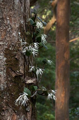 Dendrobium aemulum httpsuploadwikimediaorgwikipediacommonsthu