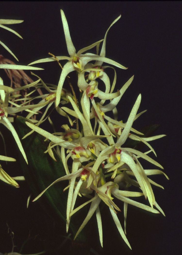 Dendrobium aemulum IOSPE PHOTOS