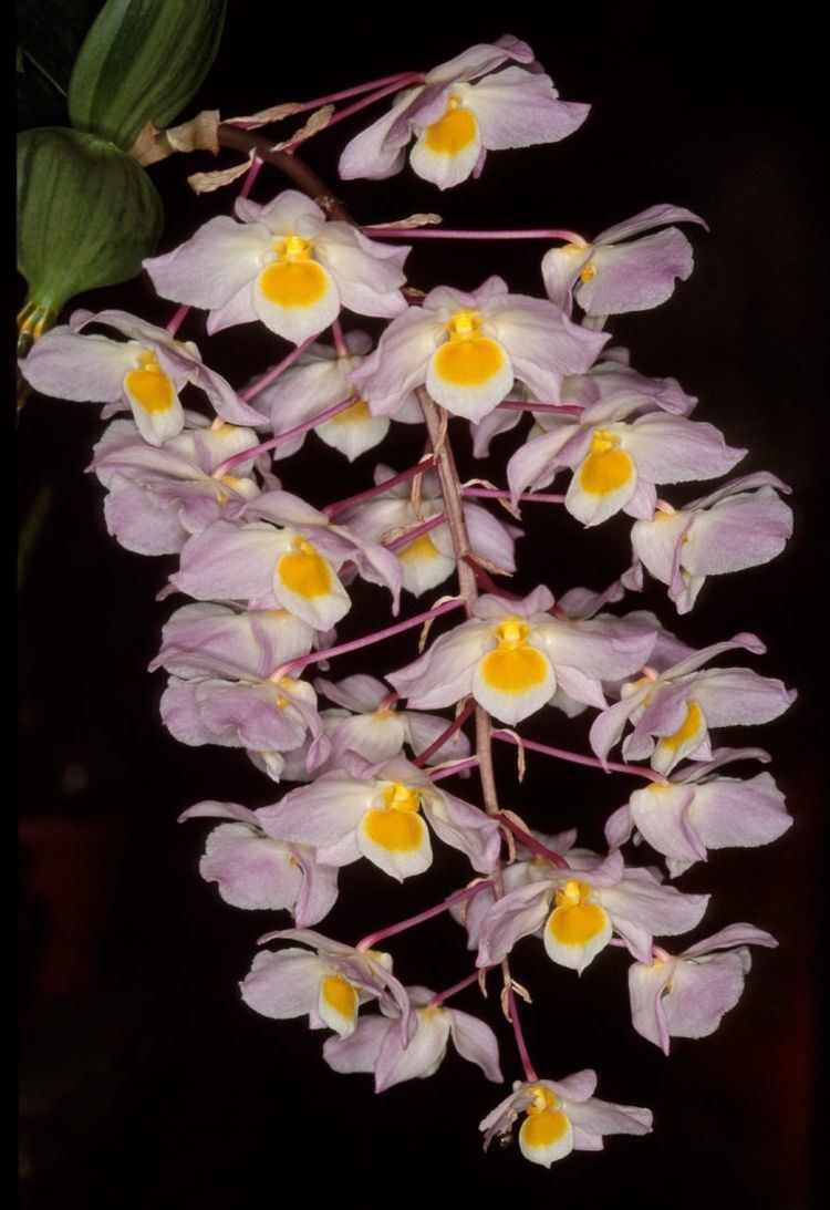 Dendrobium amabile IOSPE PHOTOS