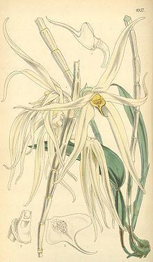 Dendrobium amboinense httpsuploadwikimediaorgwikipediacommonsthu