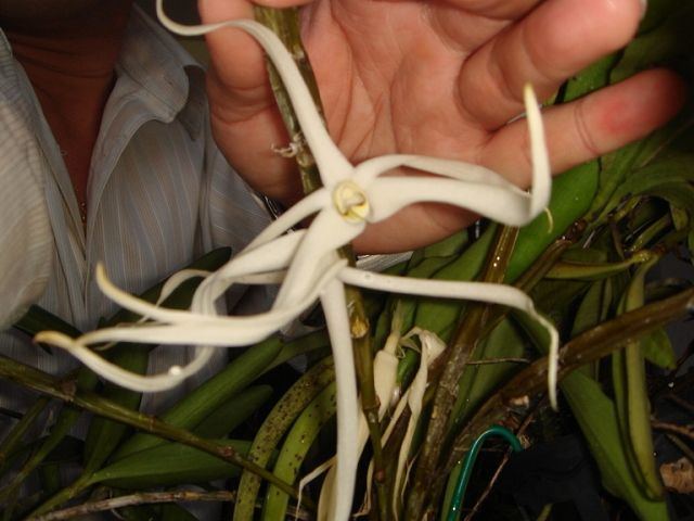 Dendrobium amboinense IOSPE PHOTOS