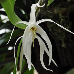 Dendrobium amboinense Flasks Rogue Orchids