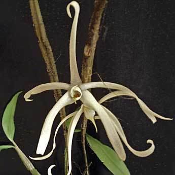 Dendrobium amboinense Dendrobium amboinense