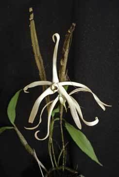 Dendrobium amboinense Dendrobium amboinense