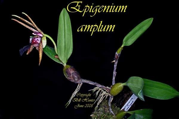 Dendrobium amplum wwwspeciesspecificcomimgsEpigenium20amplum2