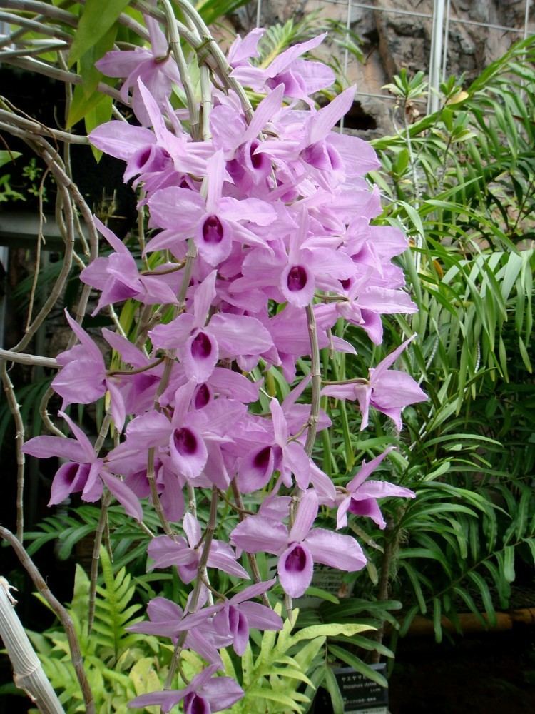 Dendrobium anosmum 1000 images about Dendrobium on Pinterest Photos Orchids and Plants