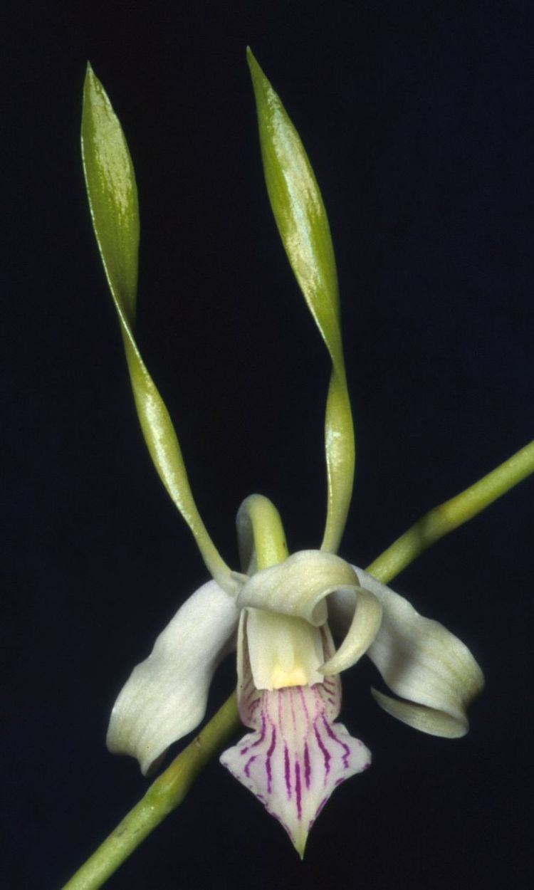 Dendrobium antennatum IOSPE PHOTOS