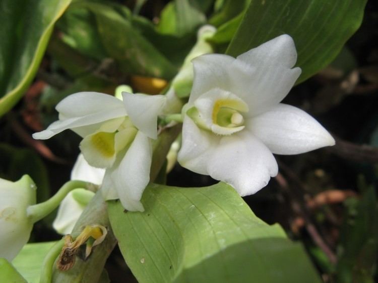 Dendrobium aqueum wwworchidspeciescomorphotdirdenaqueumjpg