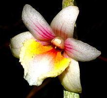 Dendrobium boosii httpsuploadwikimediaorgwikipediacommonsthu