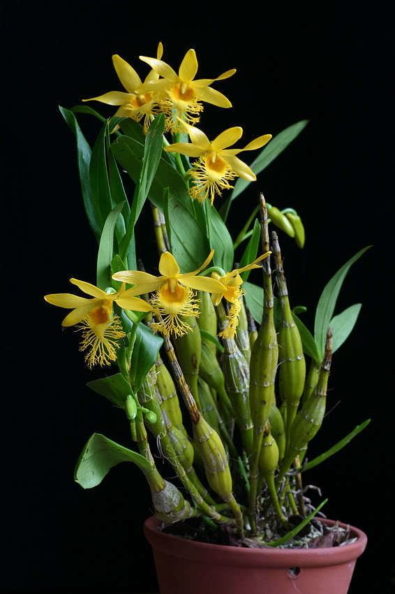 Dendrobium brymerianum Dendrobium brymerianum Reichenbach f