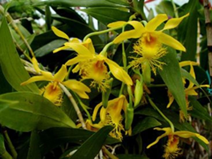 Dendrobium brymerianum Dendrobium brymerianum presented by Orchids Limited