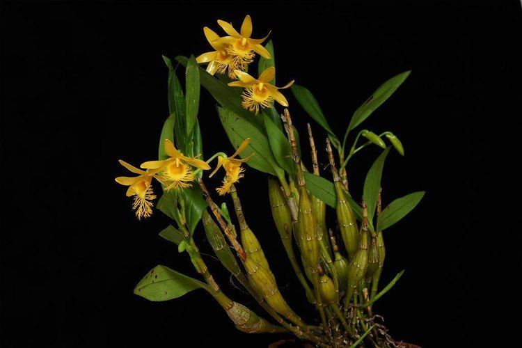 Dendrobium brymerianum Dendrobium brymerianum Orchids Forum