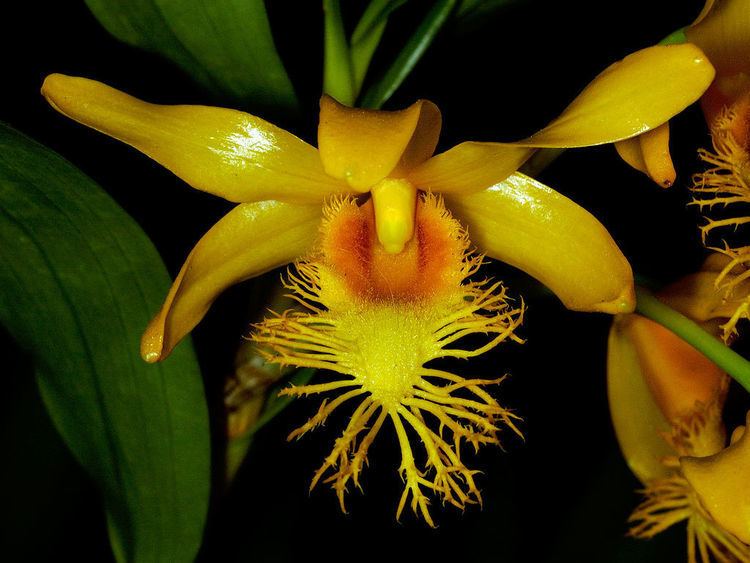 Dendrobium brymerianum wwworchidspeciescomorphotdirdendbrymerianumjpg