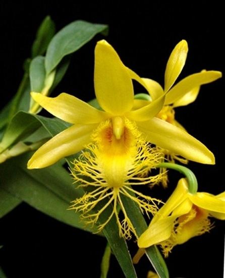 Dendrobium brymerianum Dendrobium brymerianum presented by Orchids Limited