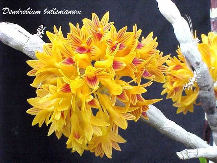 Dendrobium bullenianum wwworchidspeciescomorphotdirdenbullenianumjpg