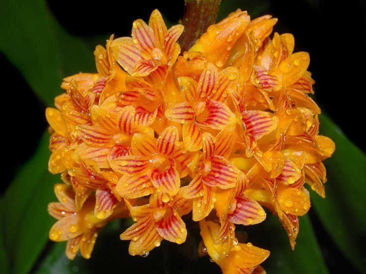 Dendrobium bullenianum Pinterest The world39s catalog of ideas
