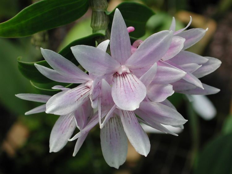 Dendrobium ceraula httpsuploadwikimediaorgwikipediacommons77