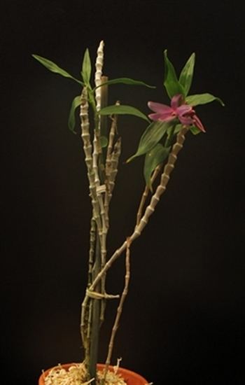 Dendrobium ceraula Dendrobium ceraula presented by Orchids Limited