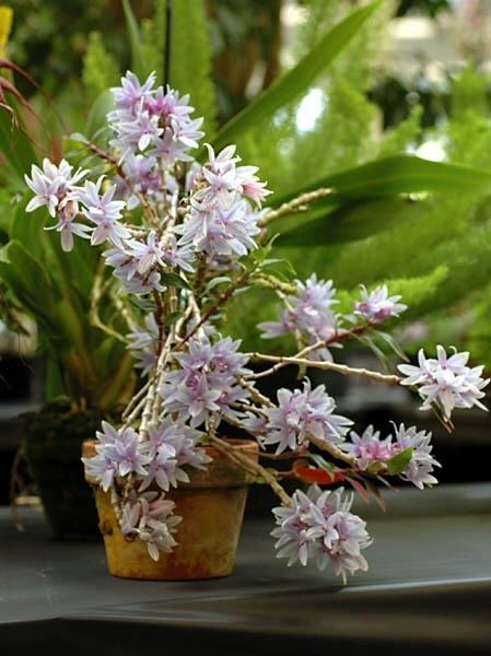 Dendrobium ceraula IOSPE PHOTOS