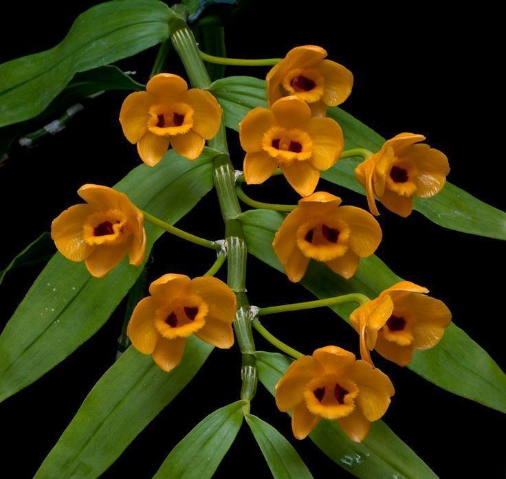 Dendrobium chrysanthum 1000 images about Orqudeas dendrobiun on Pinterest
