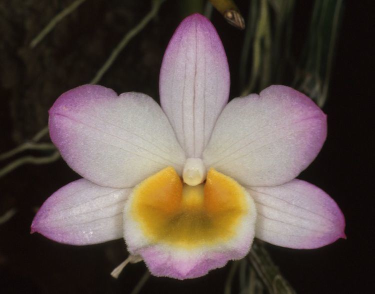 Dendrobium crepidatum IOSPE PHOTOS