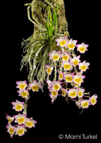 Dendrobium crepidatum nvosorgimagesThePottingBenchDendrobiumcrep