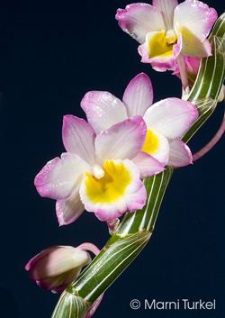 Dendrobium crepidatum Dendrobium crepidatum