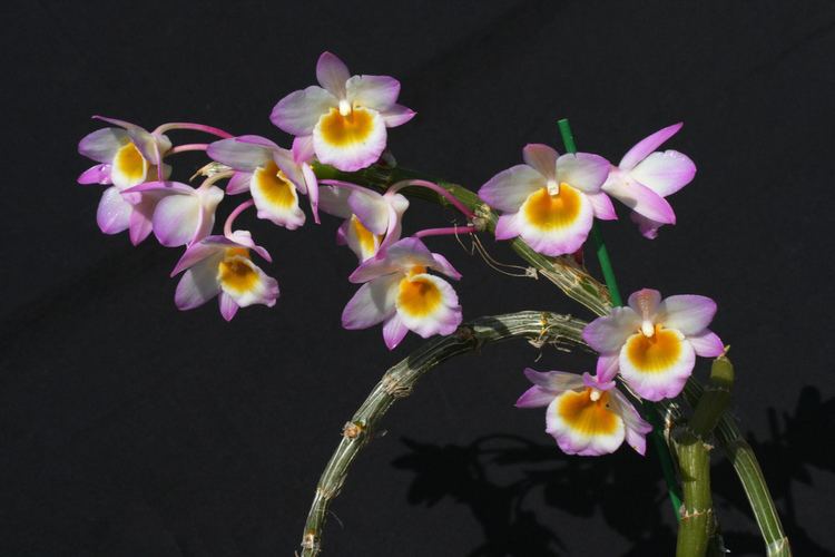 Dendrobium crepidatum Dendrobium crepidatum 2011 Ian Fraser Flickr