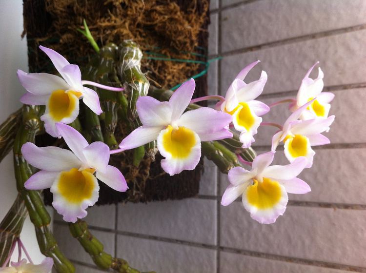 Dendrobium crepidatum Dendrobium crepidatum Shin Yann Flickr