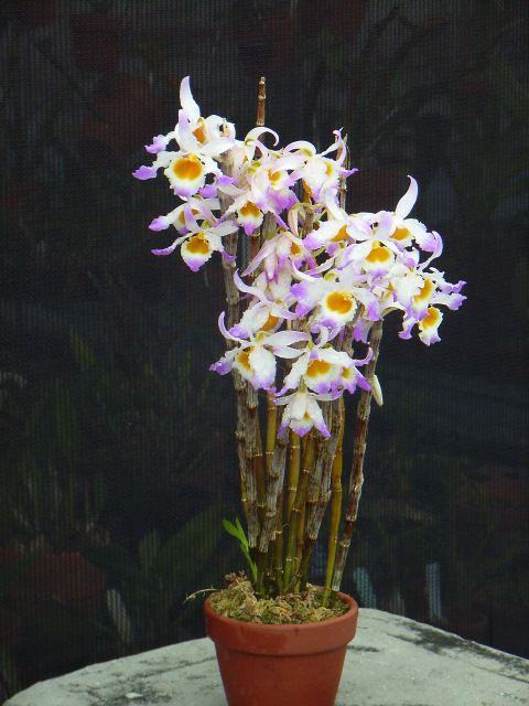 Dendrobium crystallinum Dendrobium crystallinum