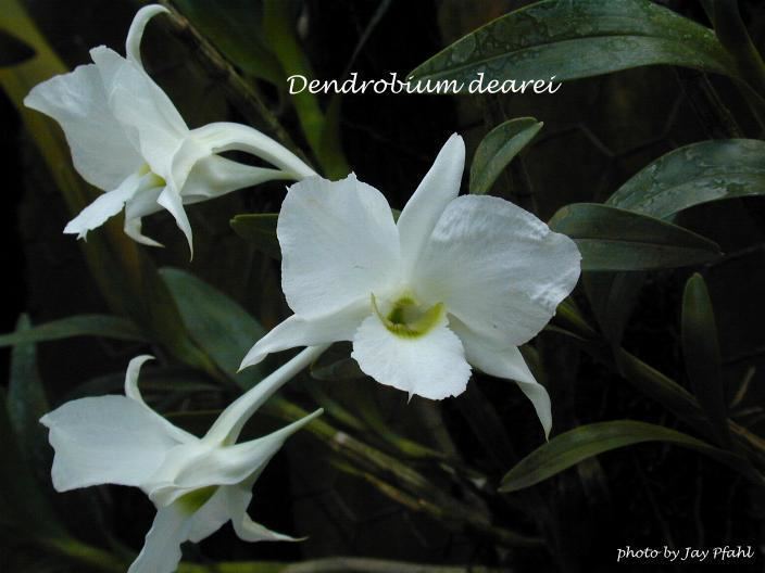Dendrobium dearei wwworchidspeciescomorphotdirdendeareijpg