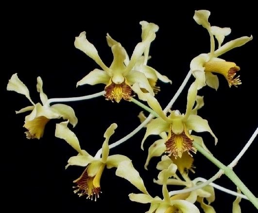 Dendrobium delacourii Rare orchid species Bloom plant Dendrobium Delacourii eBay