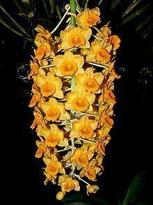 Dendrobium densiflorum httpsuploadwikimediaorgwikipediacommonsthu