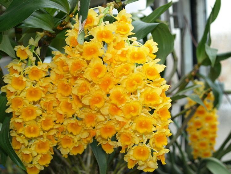 Dendrobium densiflorum Buy Sale of Orchids botanicals Dendrobium densiflorum