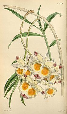 Dendrobium devonianum httpsuploadwikimediaorgwikipediacommonsthu