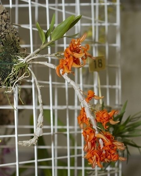 Dendrobium dickasonii globalorchidsinfoimages6751jpg