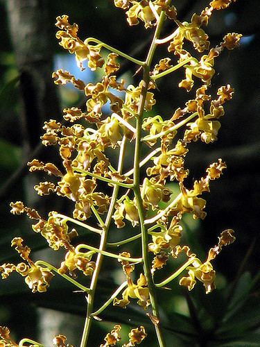 Dendrobium discolor Durabaculum undulatum previously Dendrobium discolor Go Flickr