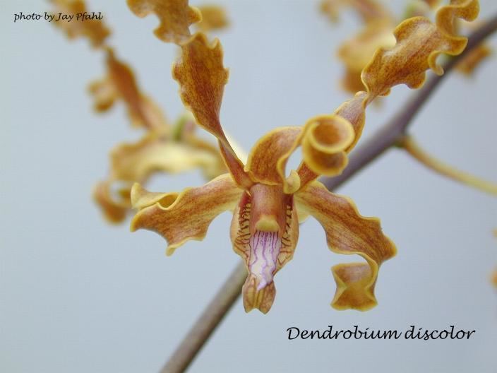 Dendrobium discolor wwworchidspeciescomorphotdirdendiscolorjpg