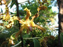 Dendrobium discolor Dendrobium discolor Wikipedia