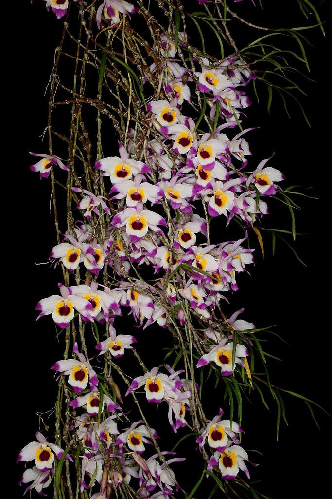 Dendrobium falconeri Dendrobium falconeri 39Spitskop393 Lourens Grobler Flickr