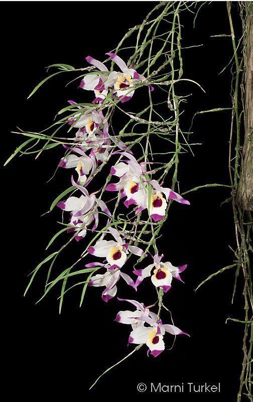 Dendrobium falconeri Dendrobium falconeri Orchids Forum