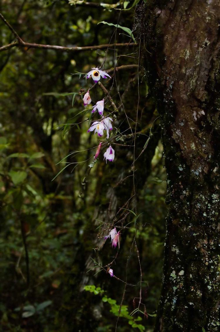 Dendrobium falconeri IOSPE PHOTOS