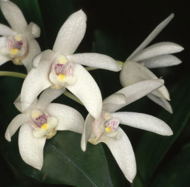 Dendrobium falcorostrum wwworchidspeciescomorphotdirdendfalcorostrumjpg